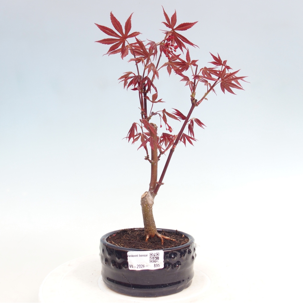Outdoor bonsai - Palma Acer. Atropurpureum-Javor palmate
