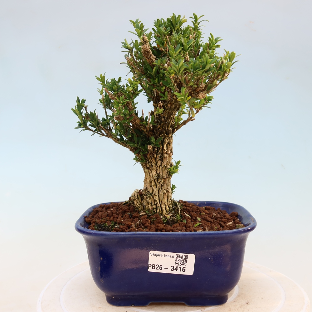 Pokój bonsai - Buxus harlandii - buxus korkowy