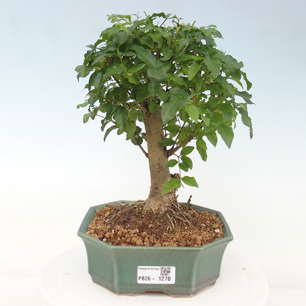 Pokój bonsai - Ligustrum chinensis - Dziób ptaka