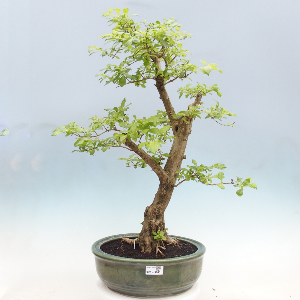 Bonsai pokojowe - Duranta erecta Aurea - WYŁĄCZNIE ODBIÓR OSOBISTY lub transport paletowy