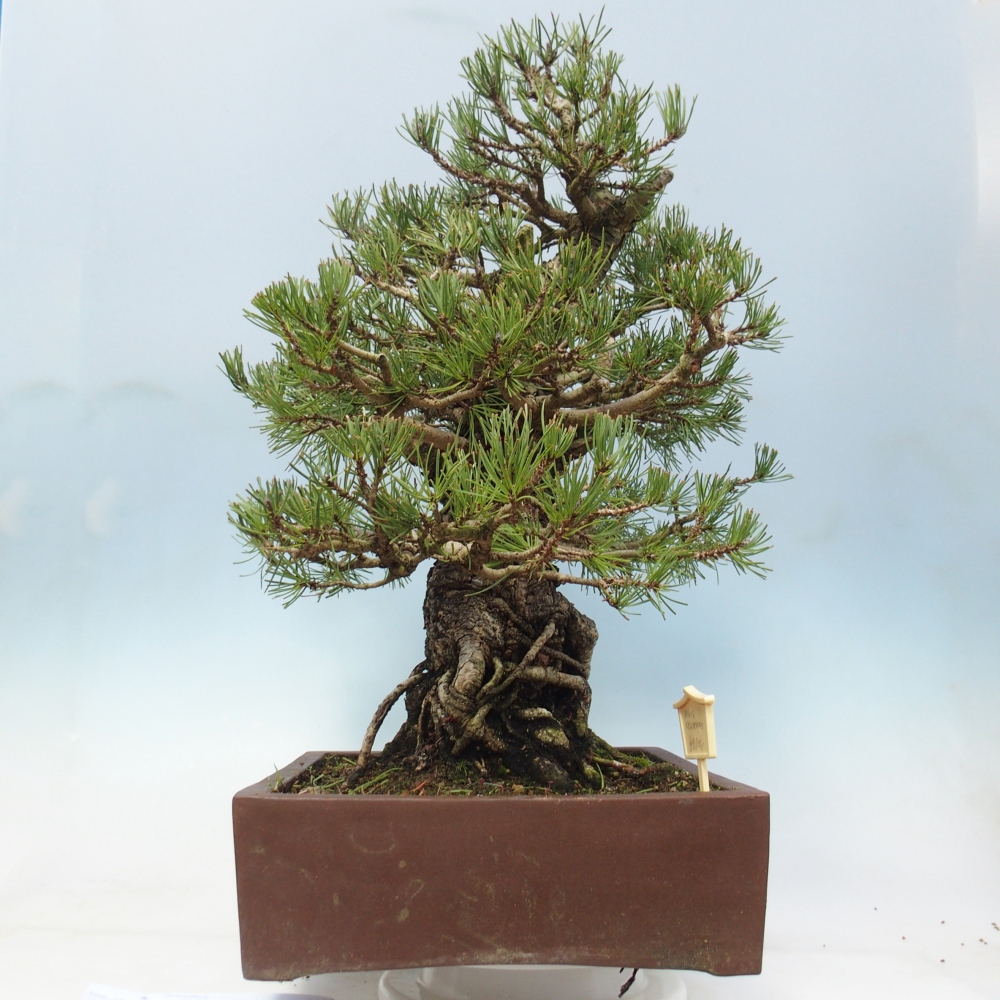 Bonsai zewnętrzne - Pinus sylvestris - Pinus sylvestris