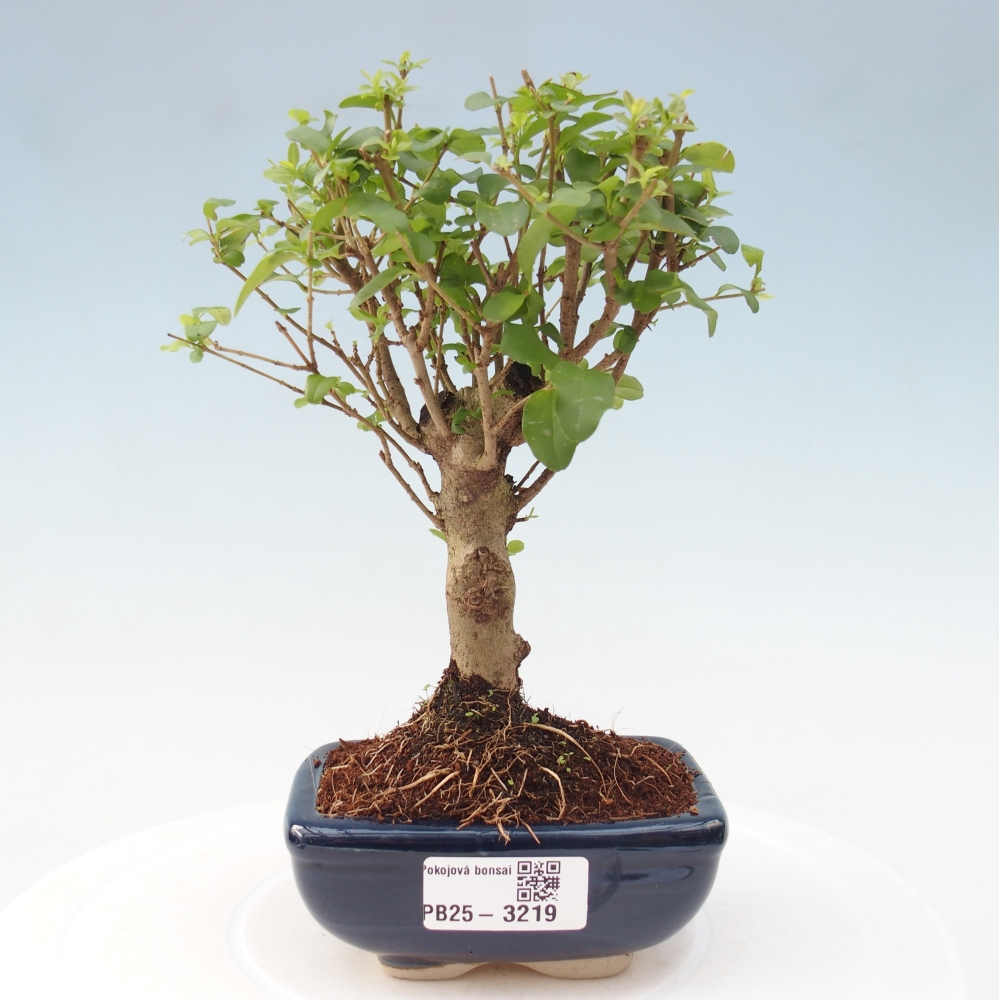 Pokój bonsai - Ligustrum chinensis - Dziób ptaka