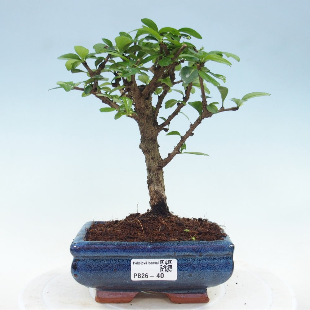 Bonsai pokojowe - Carmona macrophylla - Tea fuki