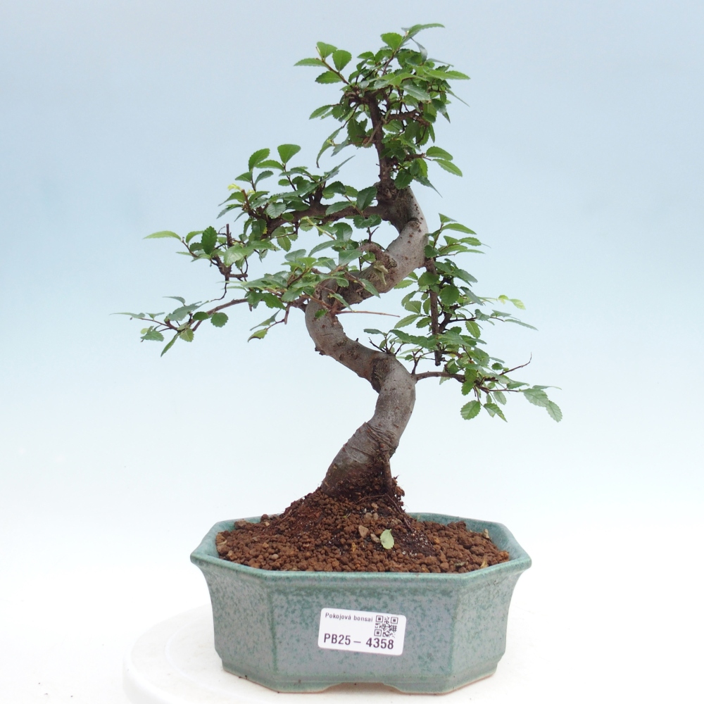 Pokój bonsai - Ulmus parvifolia - Wiąz drobnolistny