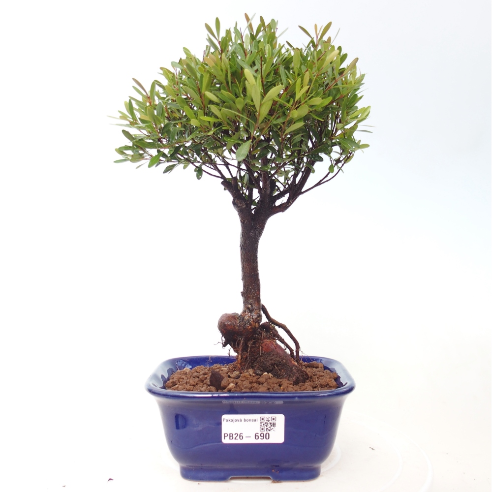 Pokój bonsai - Syzygium - Pimento
