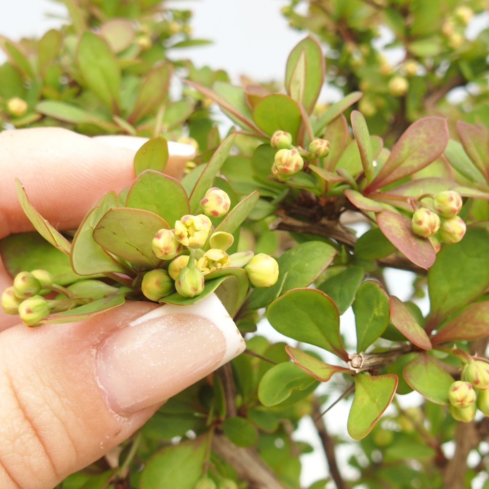 Bonsai zewnętrzne - Berberis coreana