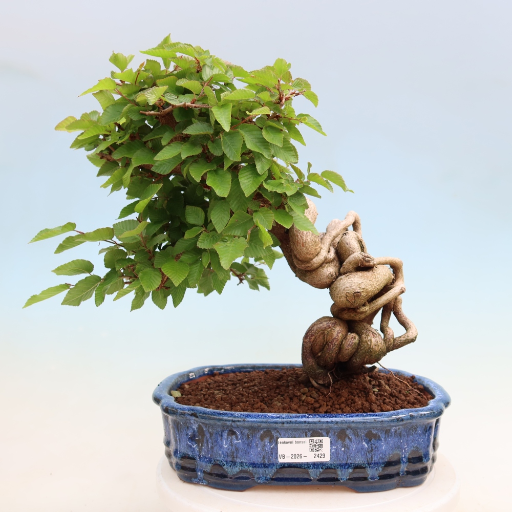 Outdoor bonsai - Carpinus coreana - grab koreański