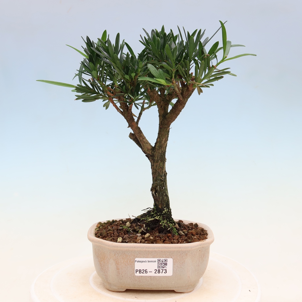 Pokój bonsai - Podocarpus - Kamienny cis