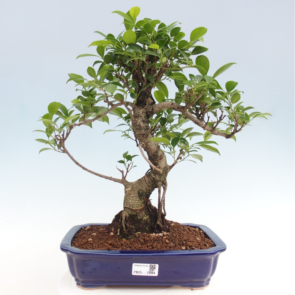 Kryty bonsai - Ficus kimmen - figowiec drobnolistny