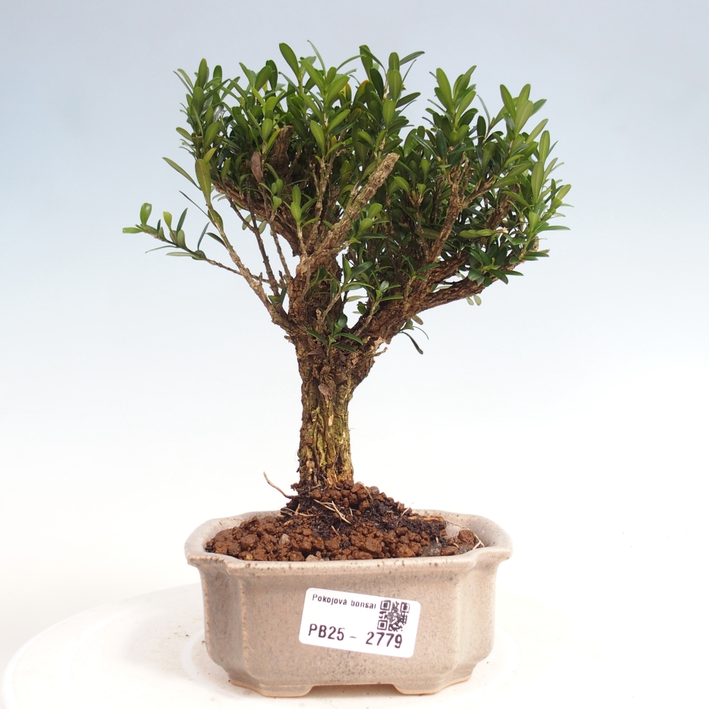 Pokój Bonsai - Buxus harlandii - Bukszpan korkowy
