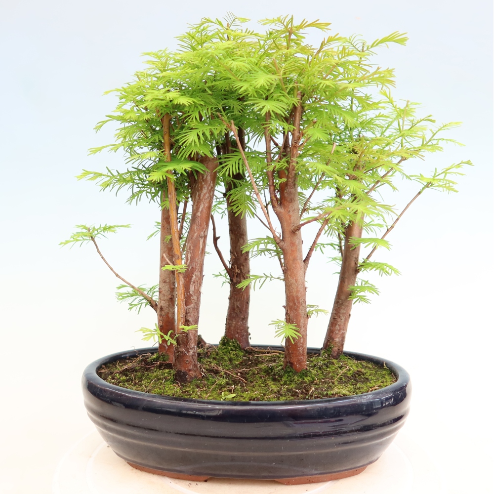 Bonsai ogrodowe – Metasequoia glyptostroboides – metasekwoja chińska – zagajnik