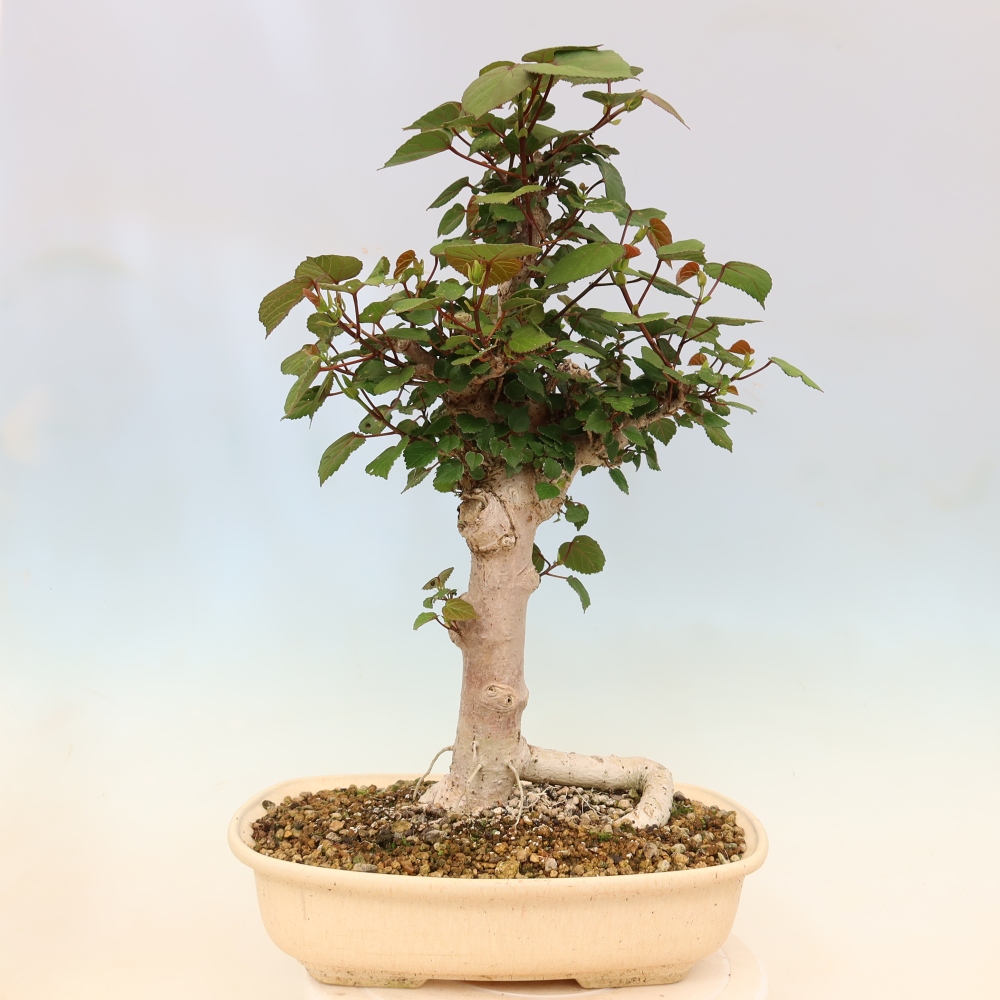 Bonsai domowe - Hibiscus tiliaceus - Hibiskus morski