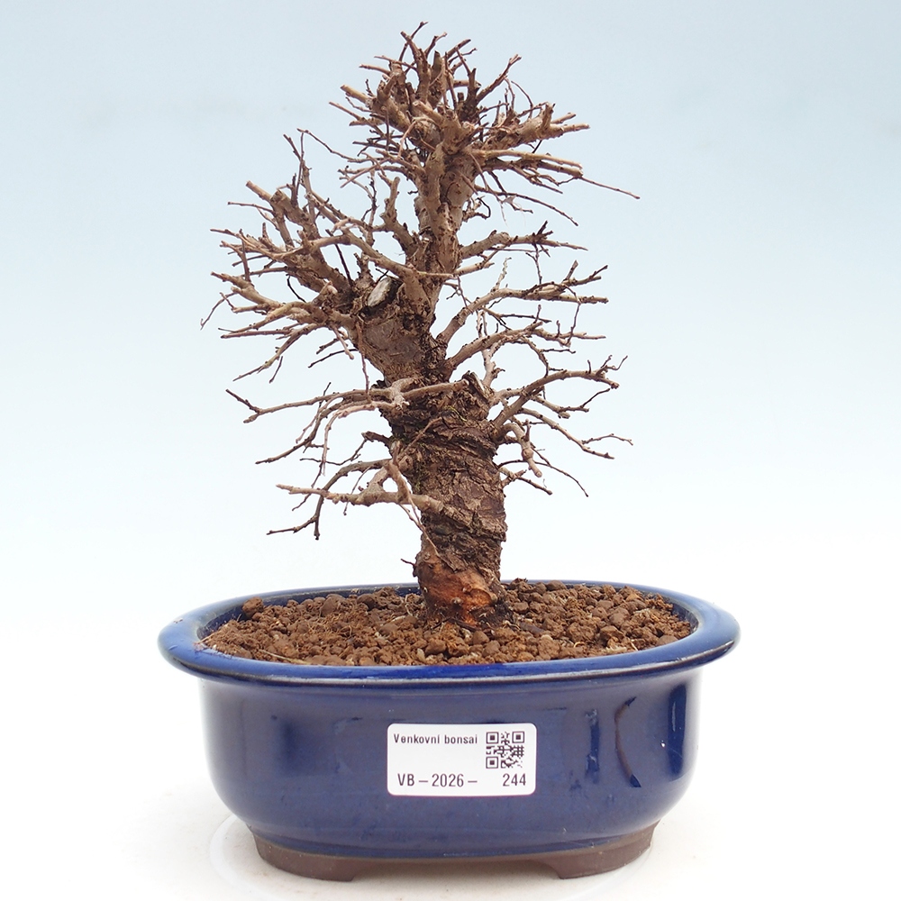 Bonsai zewnętrzne - Zelkova - Zelkova NIRE