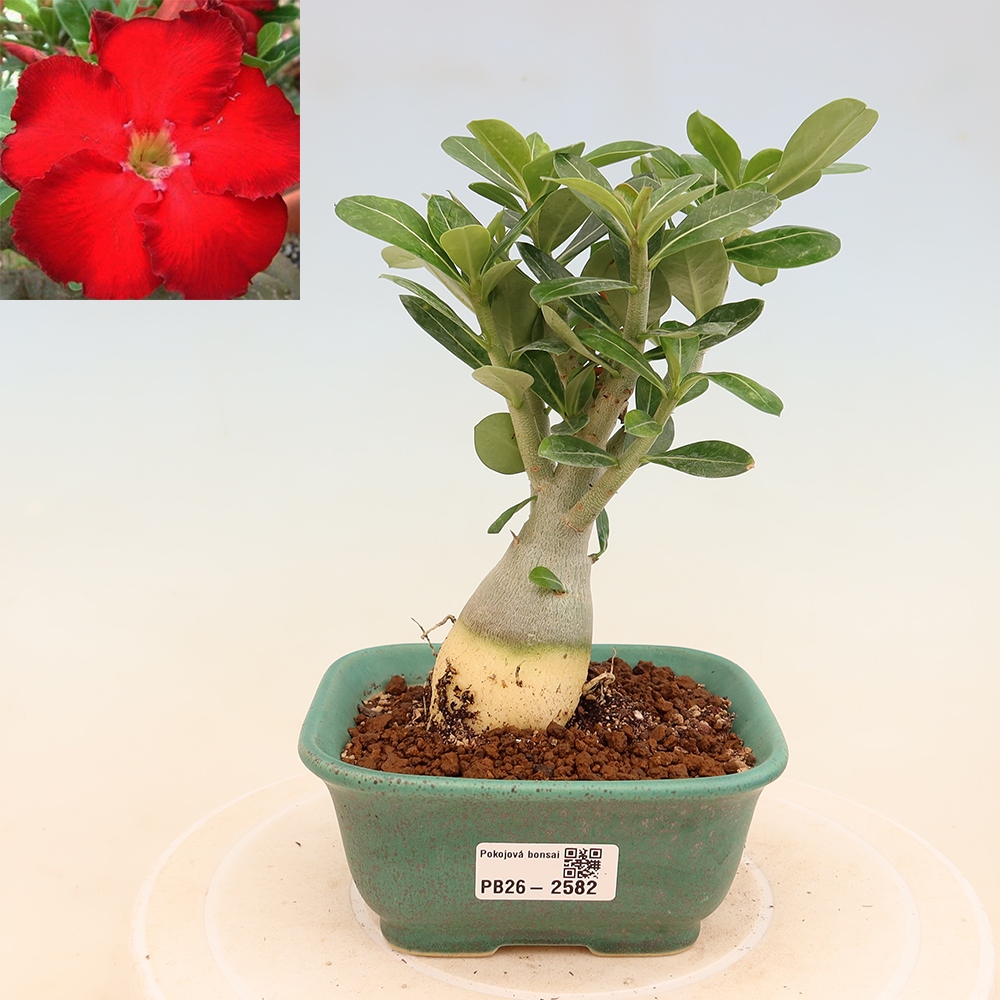 Bonsai pokojowe – Adenium obesum Red Star – Róża pustynna
