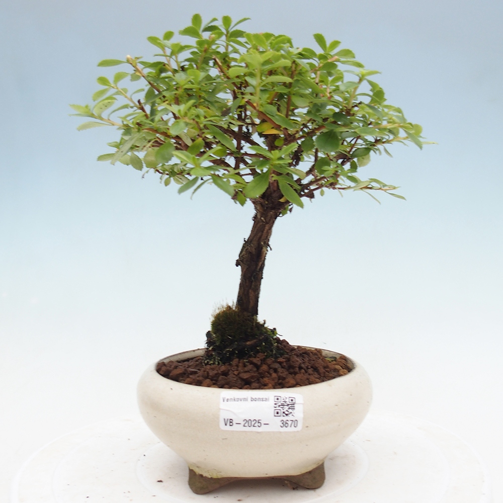 Bonsai zewnętrzne - Escallonia „Dart's Rosy Red” - Urojenie