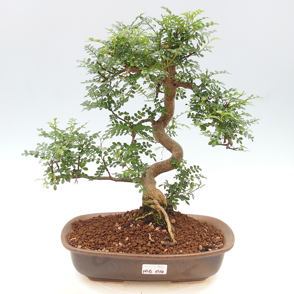 Bonsai do wnętrz - Zantoxylum piperitum - Mięta pieprzowa