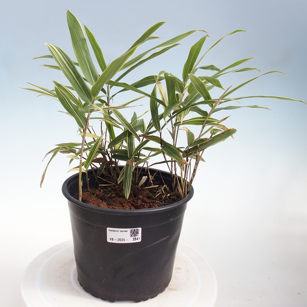 Bonsai zewnętrzne - Sasaella masamuneana Albostriata - Bambus