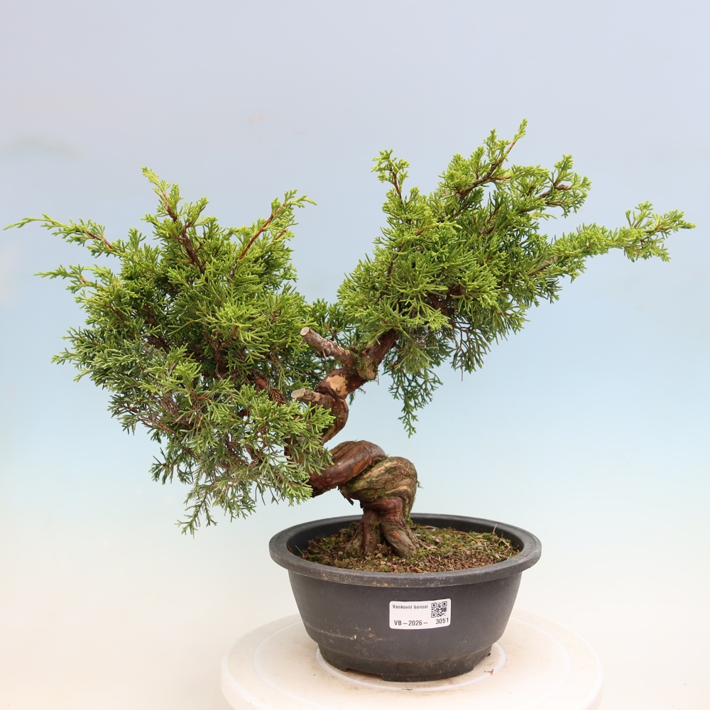 Bonsai ogrodowe – Juniperus chinensis Itoigawa – jałowiec chiński
