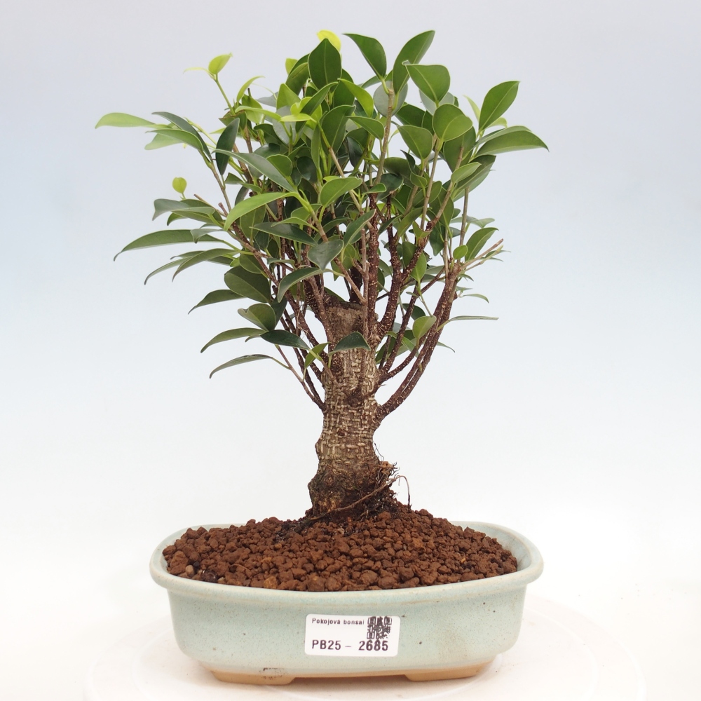 Kryty bonsai - Ficus retusa - figowiec drobnolistny