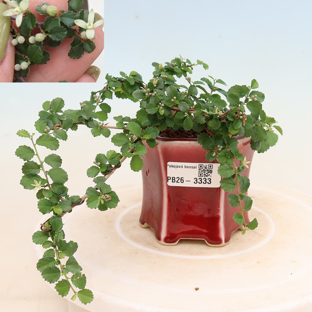 Bonsai wewnętrzne - Grewia sp. - Grewie drobnolistne