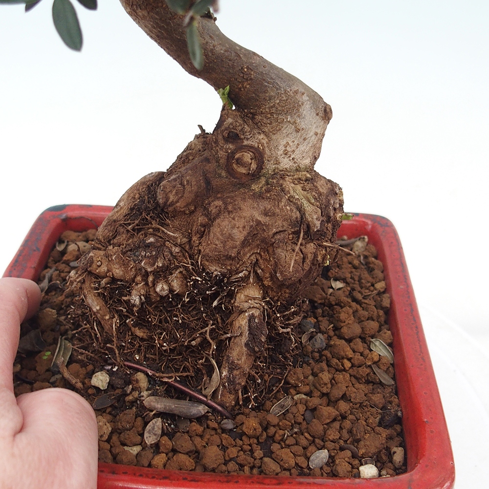 Bonsai do wnętrz - Olea europaea sylvestris