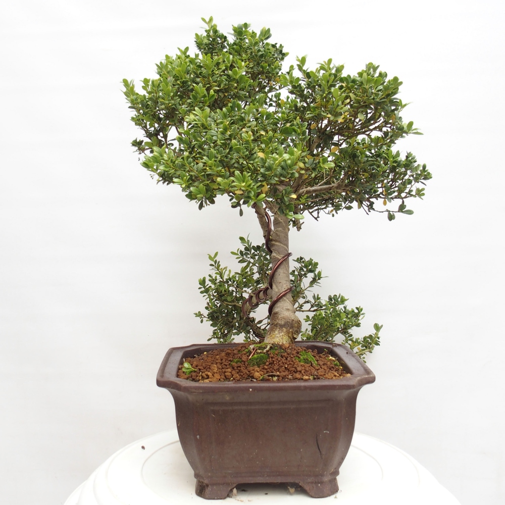 Kryty bonsai - Ilex crenata - Holly