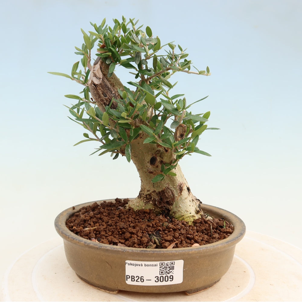 Bonsai do wnętrz - Olea europaea sylvestris