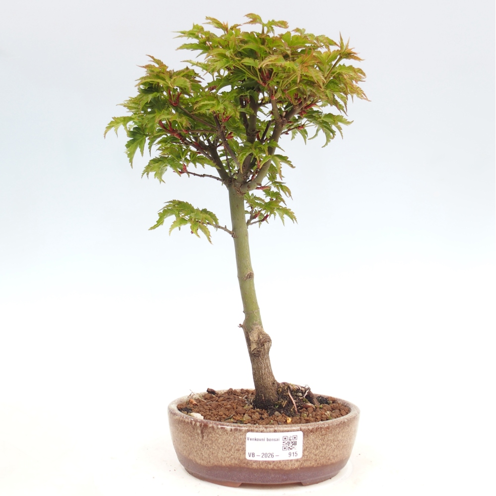 Outdoor bonsai - palma jaworowa Acer palmatum Shishigashira