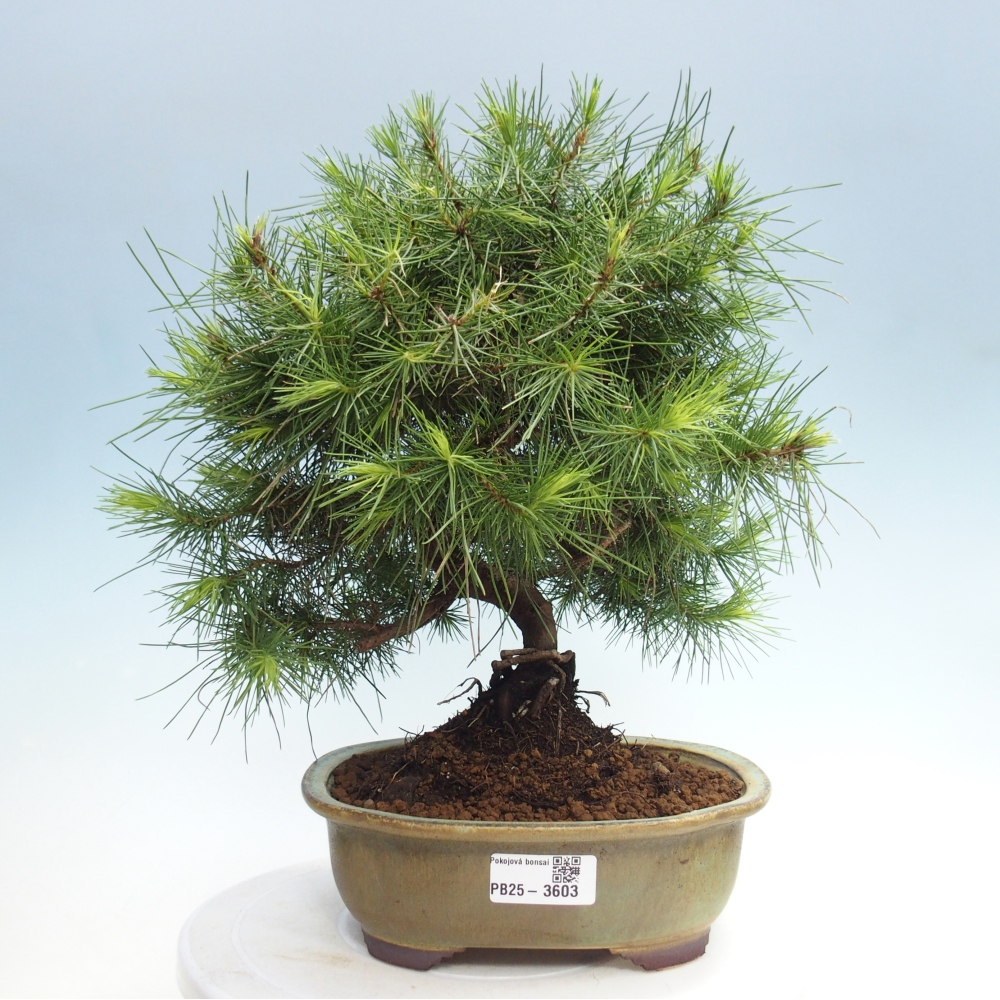 Pokój bonsai - Pinus halepensis - Sosna z Aleppo