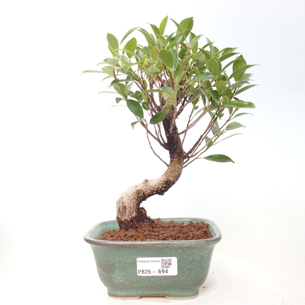 Pokój bonsai - Ficus retusa - figowiec drobnolistny