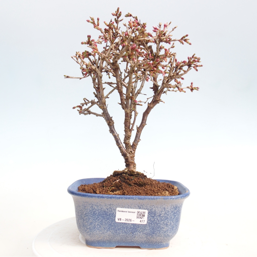 Outdoor bonsai - Prunus incisa Kojou-no mai-Plivon wycięty