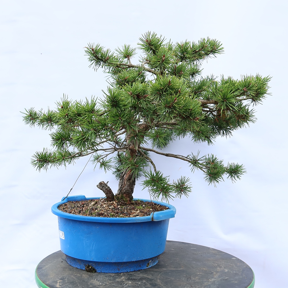 Pinus sylvestris Hiszpania – sosna zwyczajna