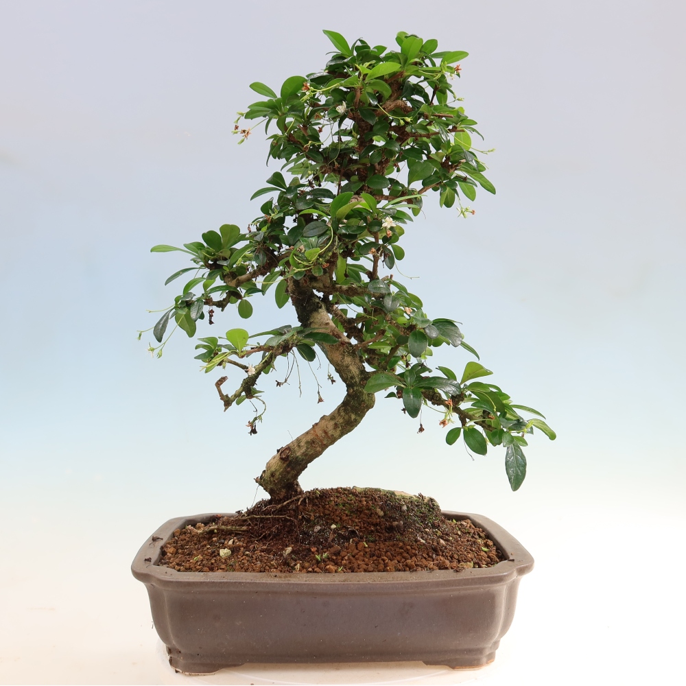 Bonsai pokojowe - Carmona macrophylla - Tea fuki