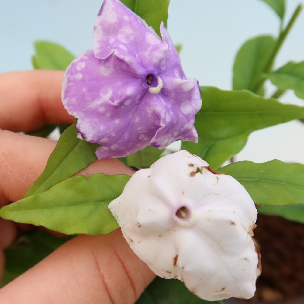 Bonsai pokojowe – Melati Costa – Brunfelsia