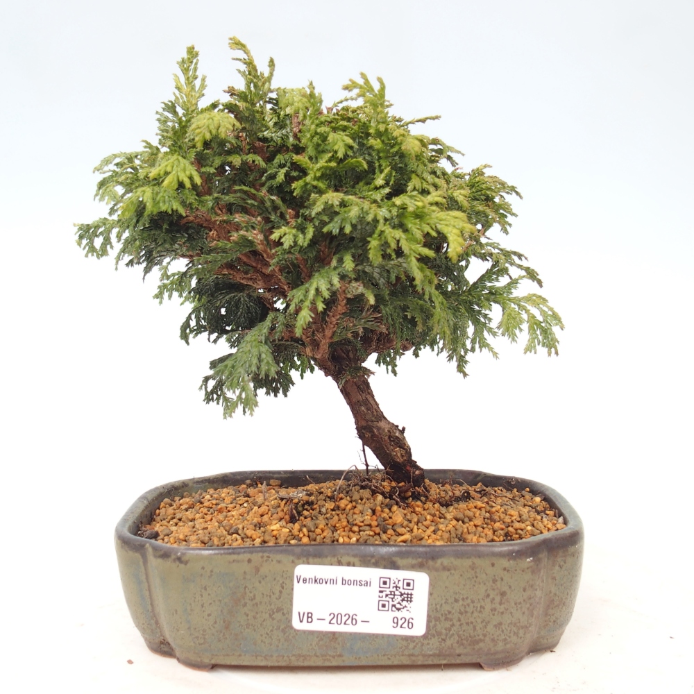 Bonsai zewnętrzne - Cham.pis Parslori - Cyprys