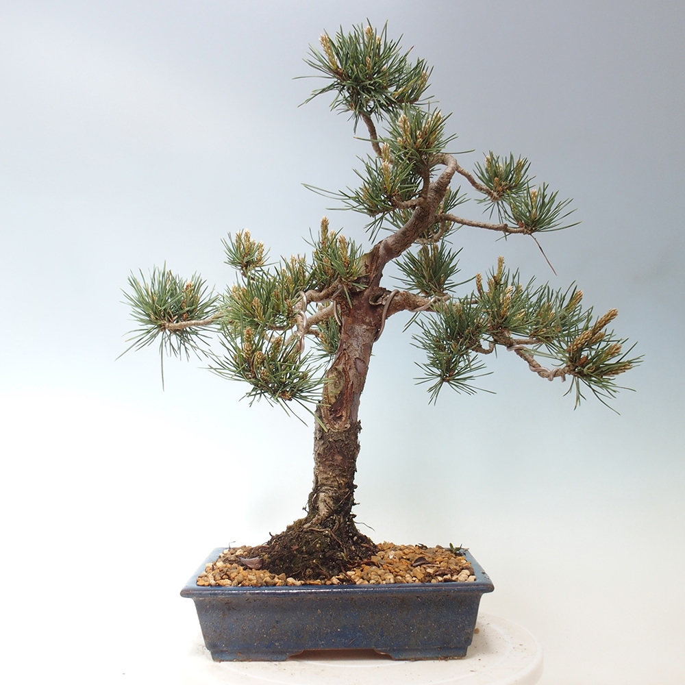 Outdoor bonsai - Pinus Sylvestris - sosna zwyczajna