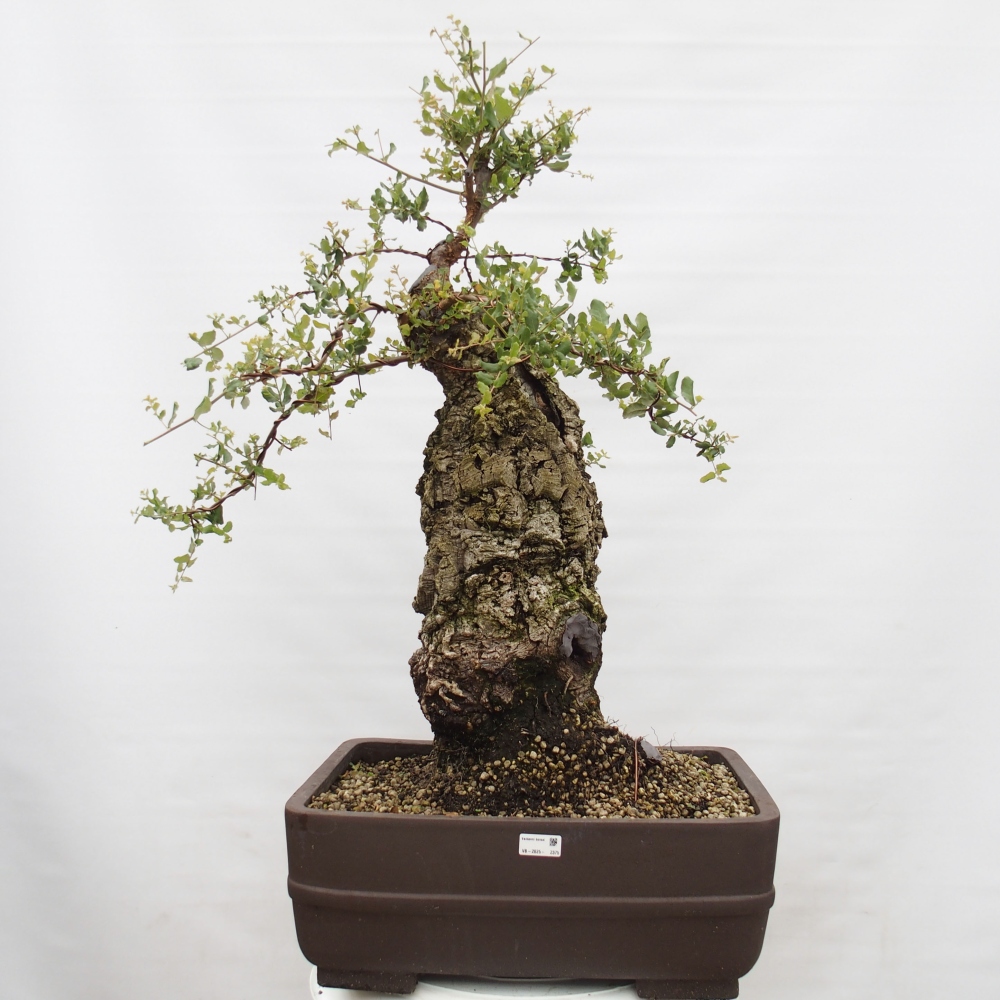 Bonsai zewnętrzne Quercus suber