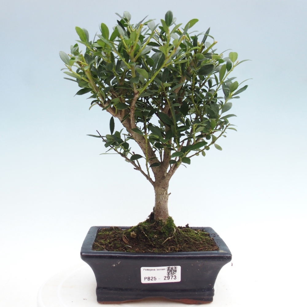 Kryty bonsai - Ilex crenata - Holly