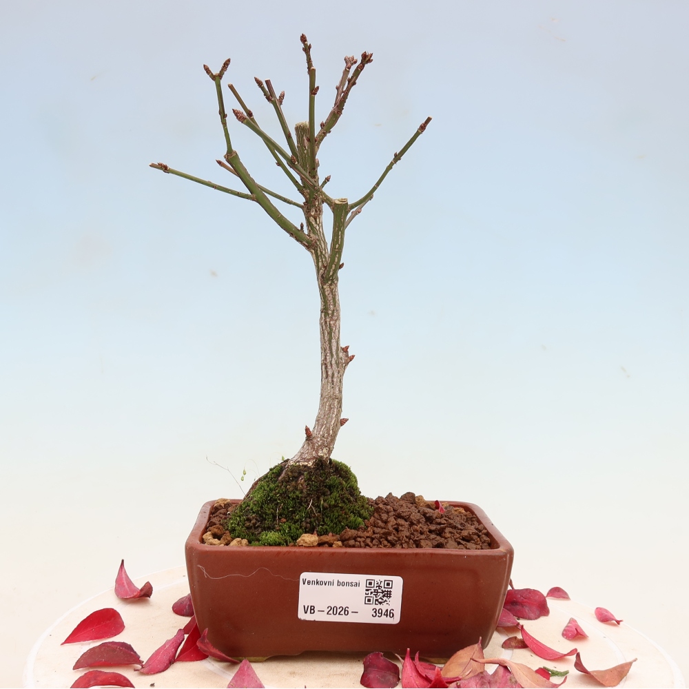 Bonsai ogrodowe – Euonymus alatus comactus – skrzydlaty