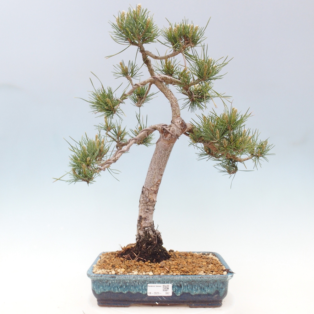 Outdoor bonsai - Pinus Sylvestris - sosna zwyczajna