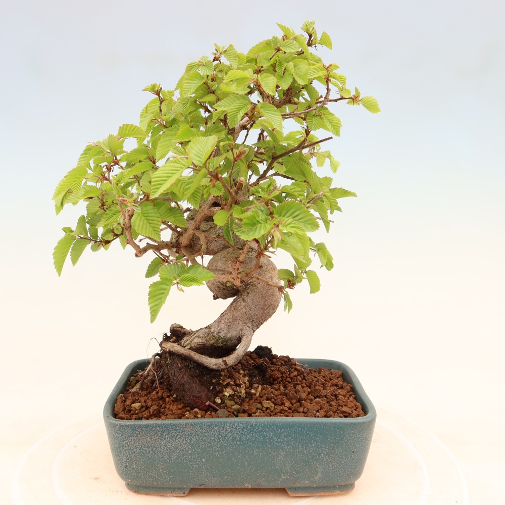 Outdoor bonsai - Carpinus coreana - grab koreański