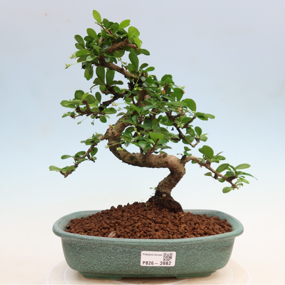 Bonsai pokojowe - Carmona macrophylla - Tea fuki