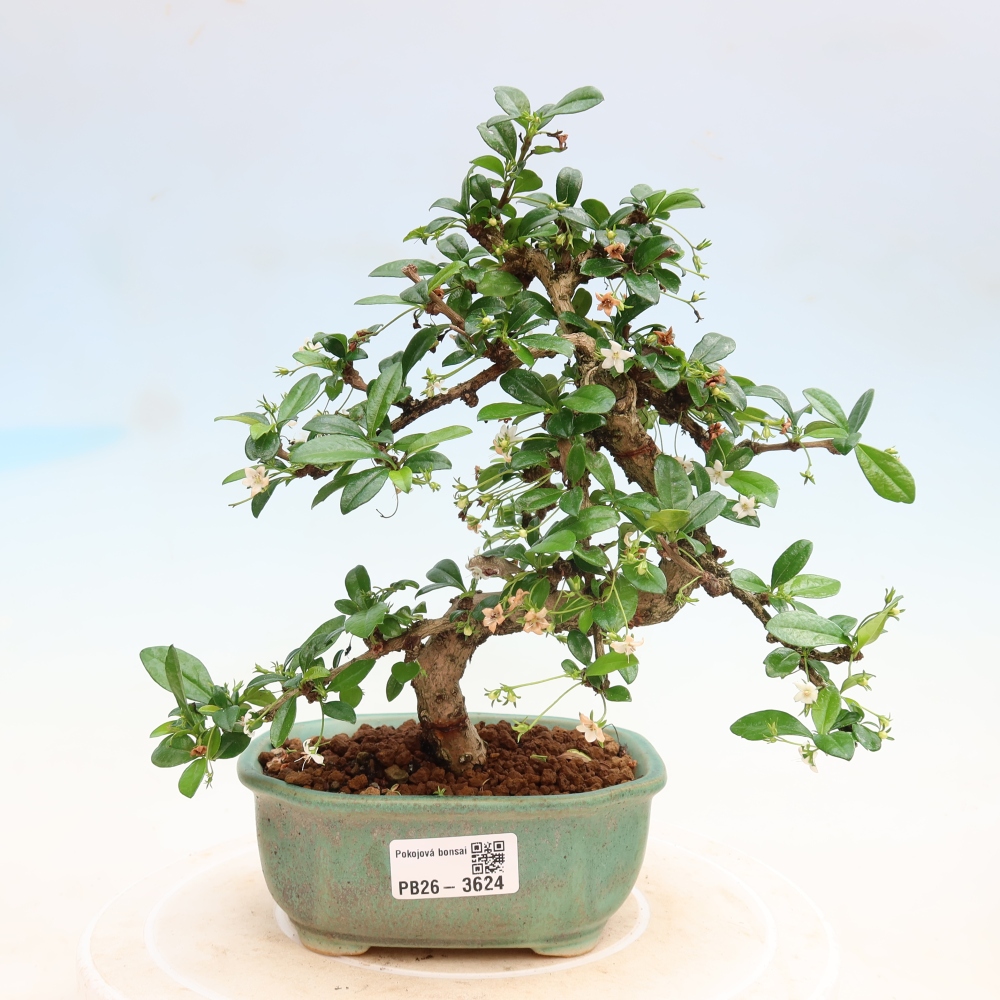 Bonsai pokojowe - Carmona macrophylla - Tea fuki