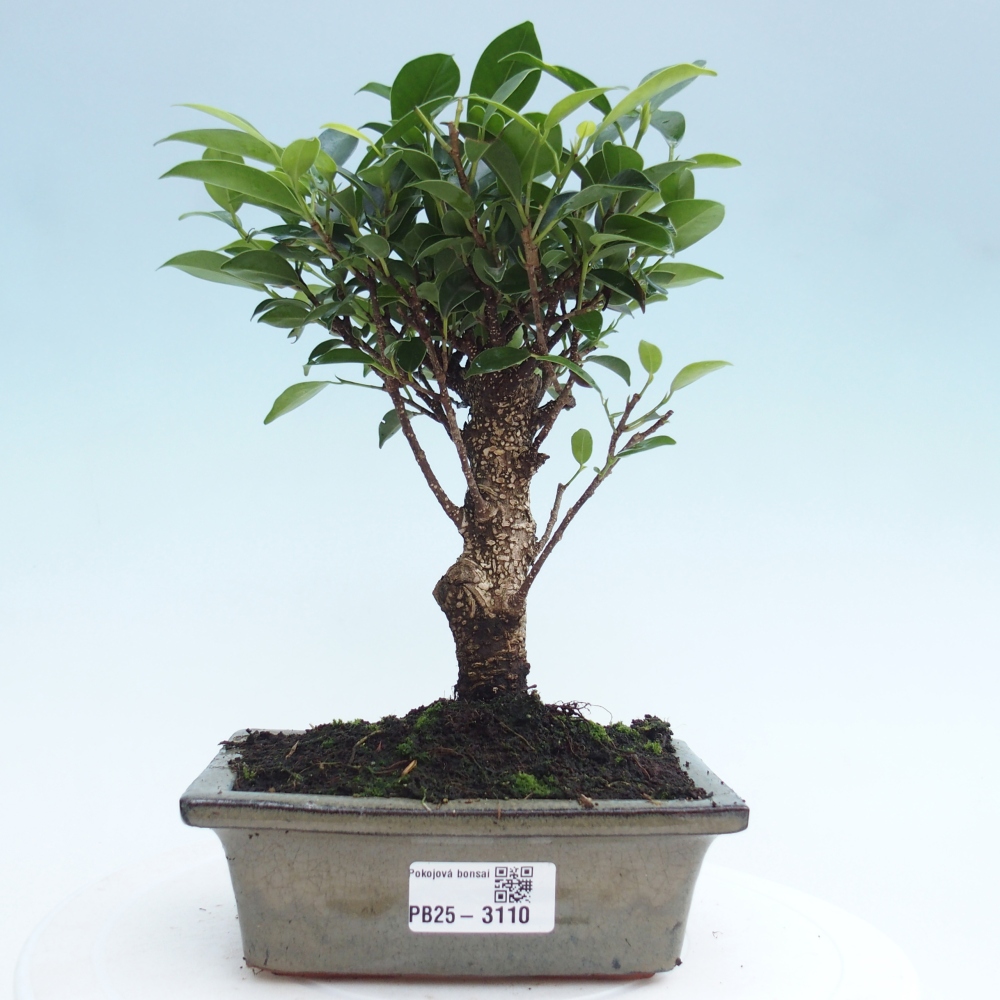 Bonsai wewnętrzne - Ficus retusa - figowiec drobnolistny