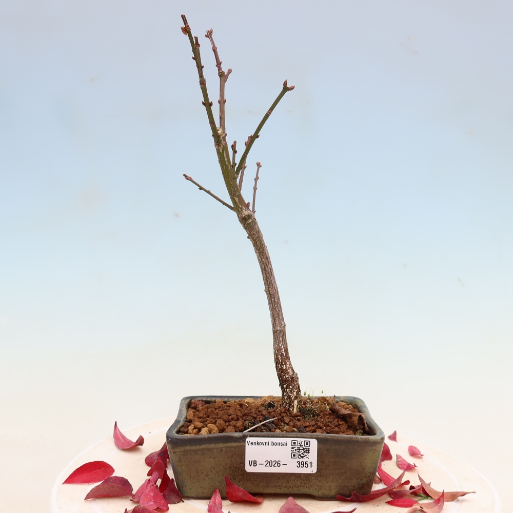 Bonsai ogrodowe – Euonymus alatus comactus – skrzydlaty