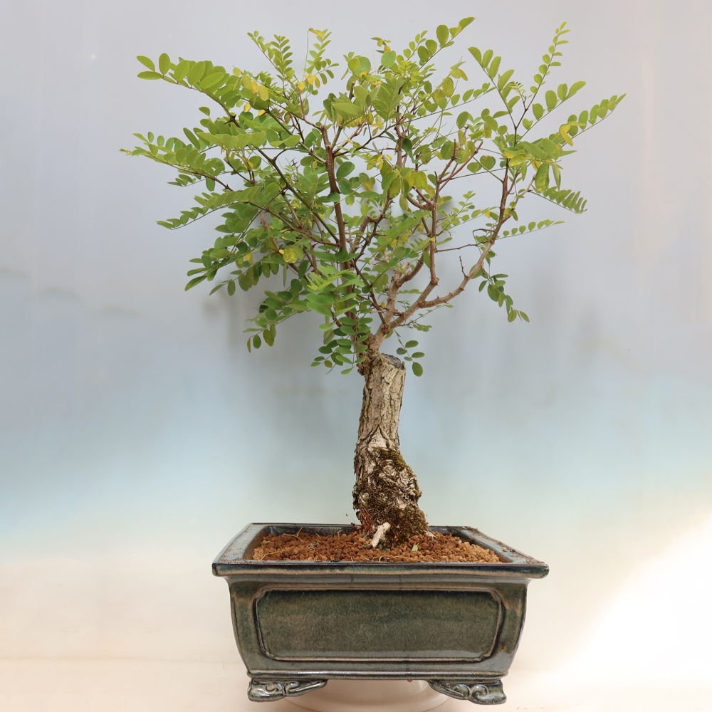 Bonsai ogrodowe – trnówka akacjowa – Robinia pseudoacacia