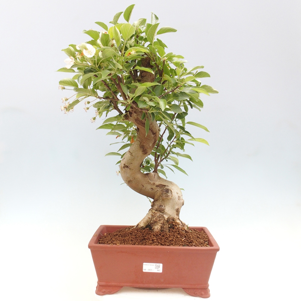 Bonsai plenerowe - Malus Halliana - Jabłoń drobnoowocowa