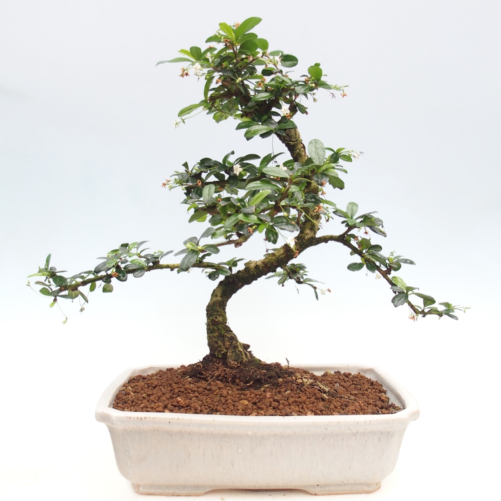 Bonsai pokojowe - Carmona macrophylla - Tea fuki