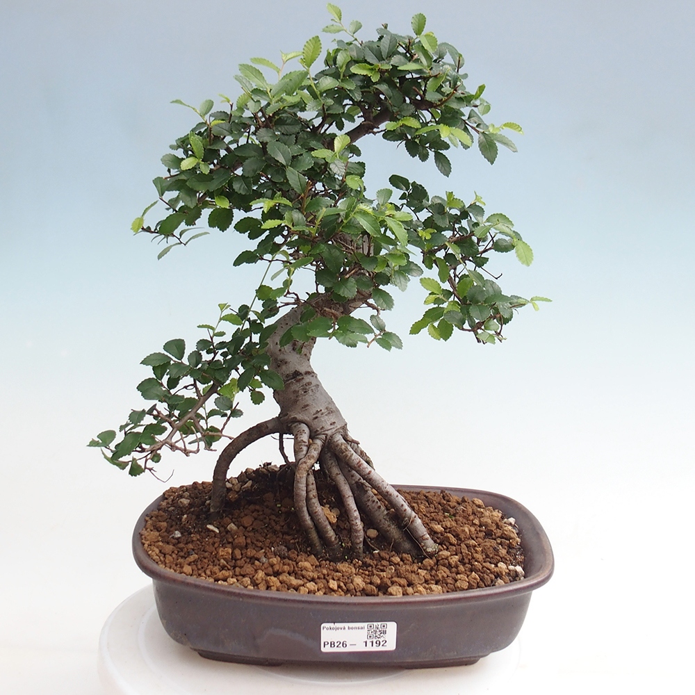 Pokój bonsai - Ulmus parvifolia - Wiąz drobnolistny