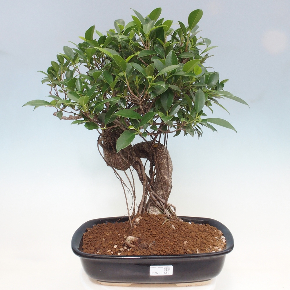 Kryty bonsai - Ficus kimmen - figowiec drobnolistny